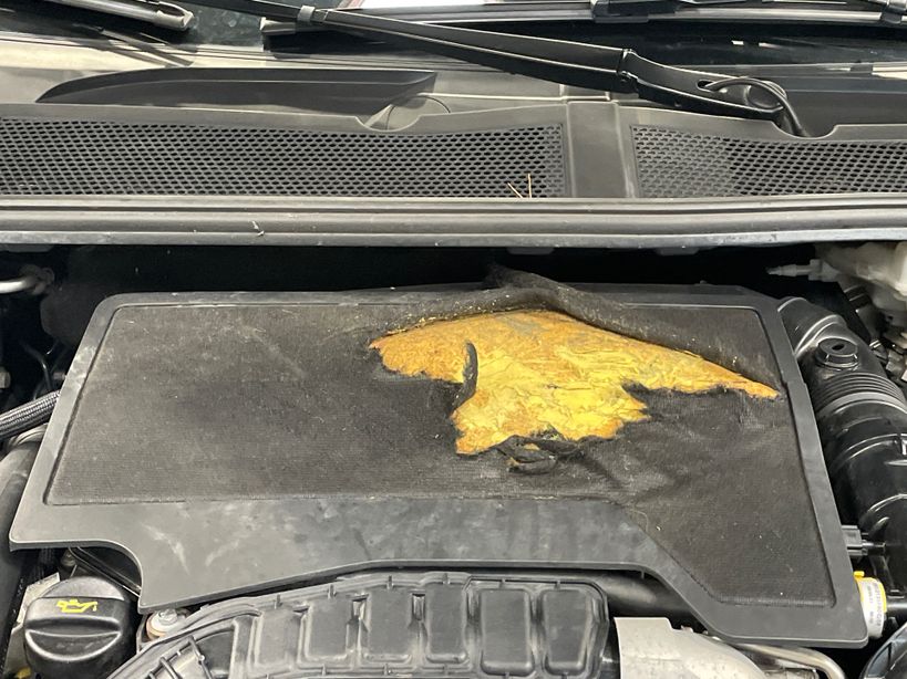 PEUGEOT 308 2023 - Photo n°4