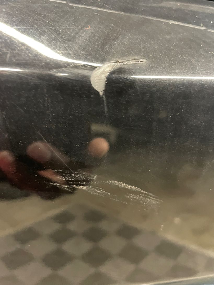 PEUGEOT 3008 2024 - Photo n°9