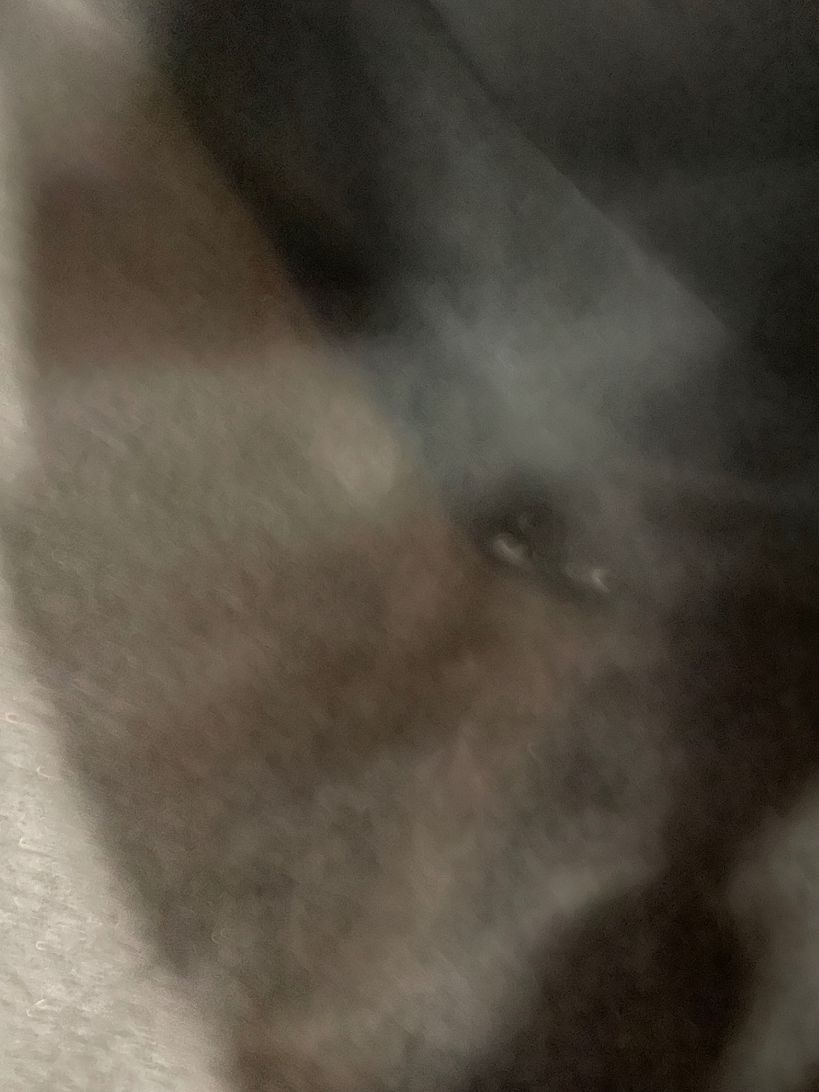 CITROEN C4 2024 - Photo n°3